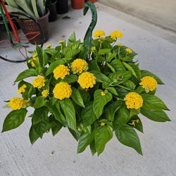 Yellow Lantana Beautiful and Healthy HANGING BASKETS PLANTS ARRIVED. $14 each