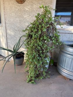 Indoor and outdoor plants and large planter