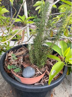 Oregano and rosemary plant combo