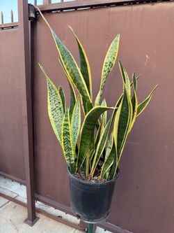 Big Sansiveria laurentii in 10” pot