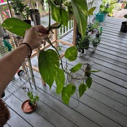 Free hawaiian golden Pothos Plants 