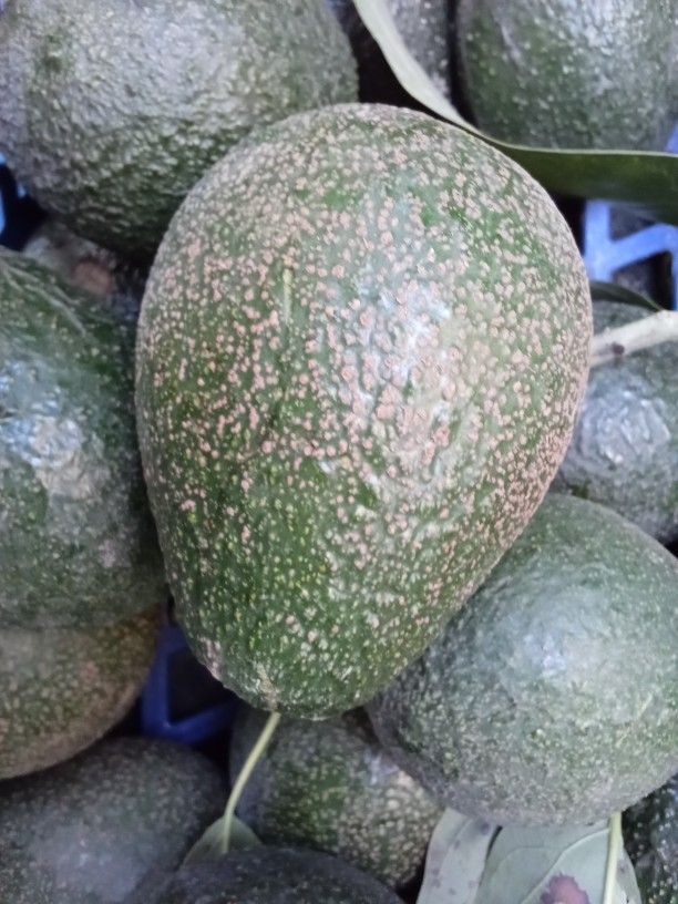 Organic Avocados Large And Small Seed