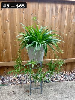 🌿 **LARGE & XL MATURE SPIDER PLANTS — Multiple Available — $20–$65** 🌿