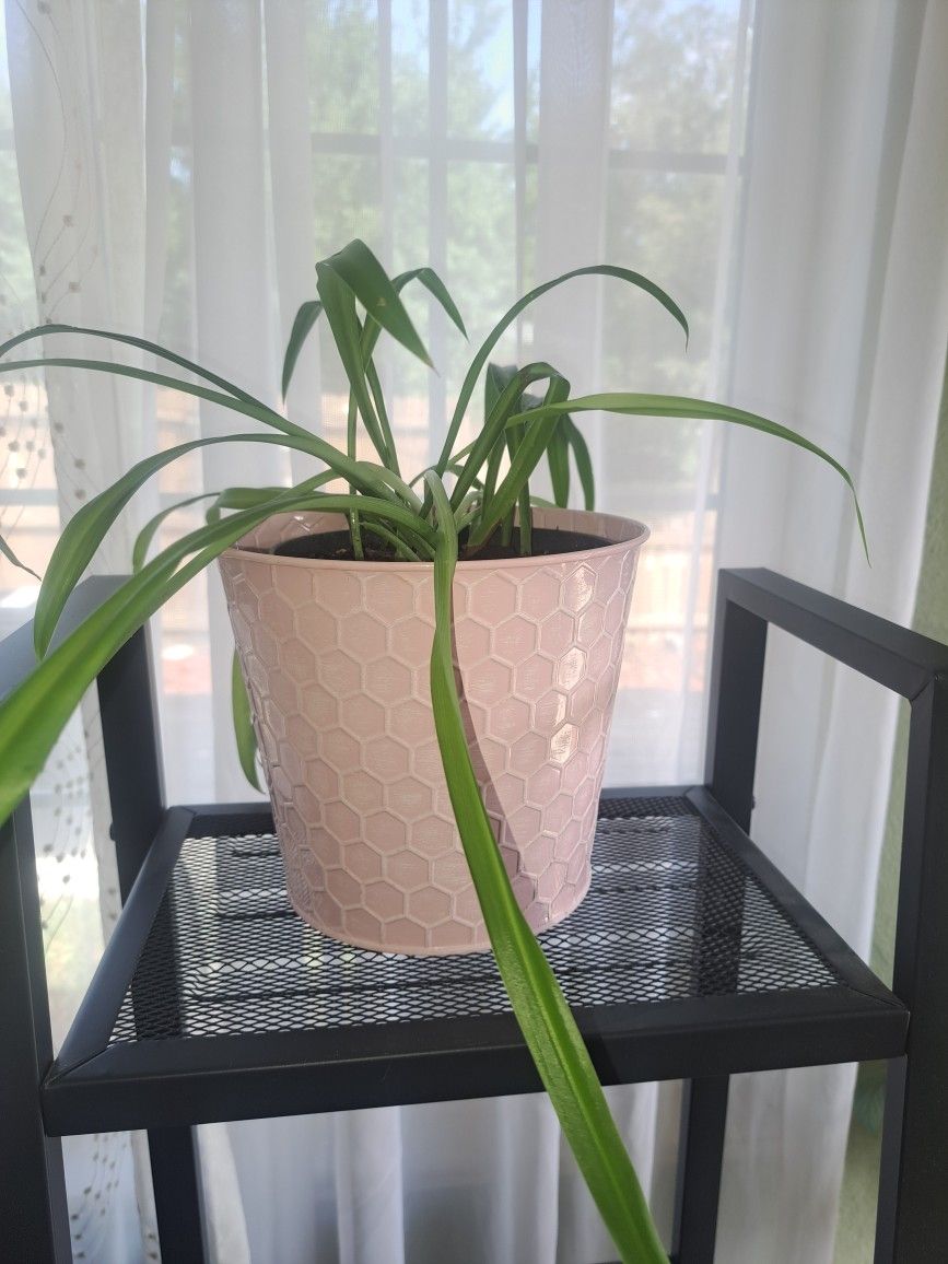 6" Potted Spider Plant