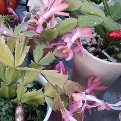 Plantas Naturales 🌸 Natural Plants 