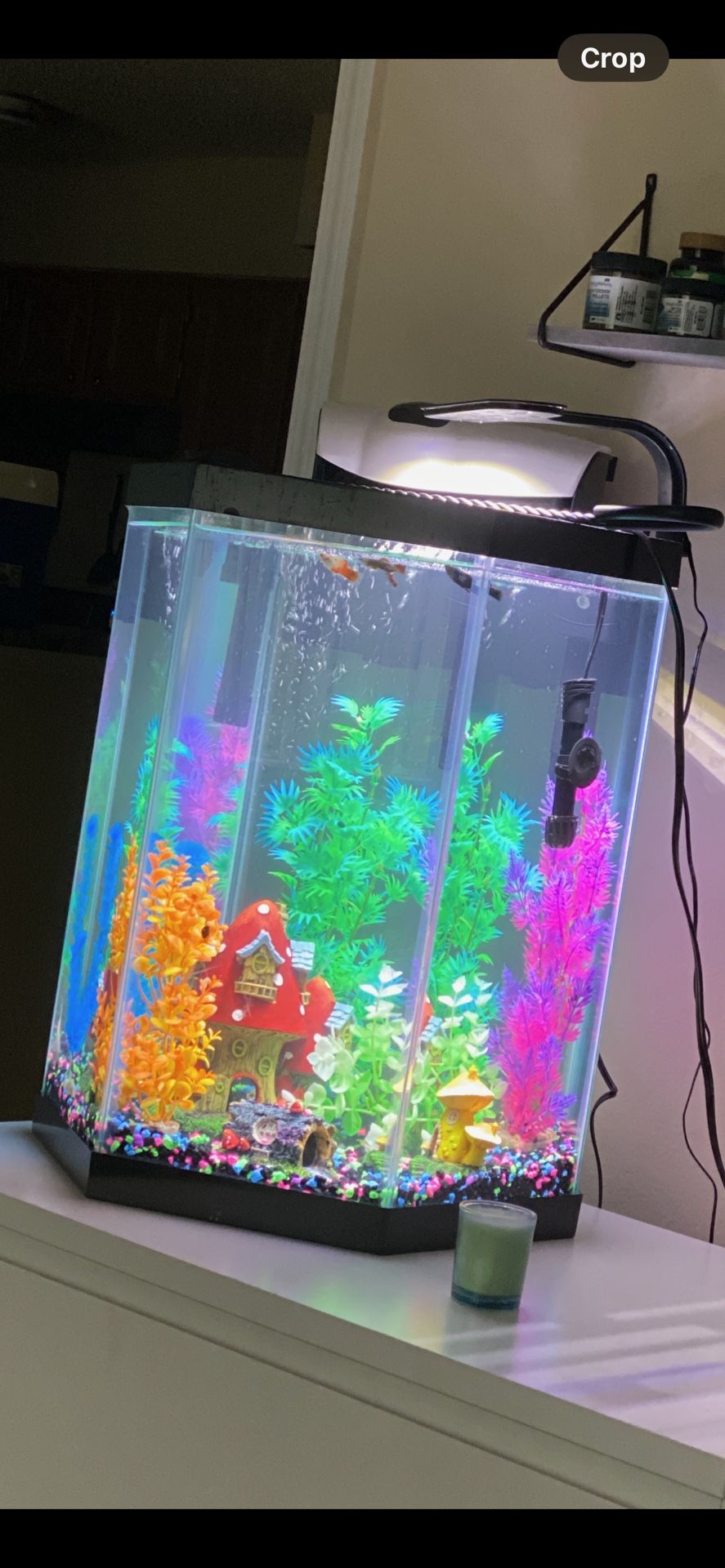 Fish Tank Full Set Up 