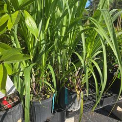 purple sugar cane  plants