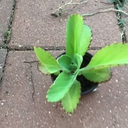Mother Of Thousands Plant One For $3  -2 For $5 