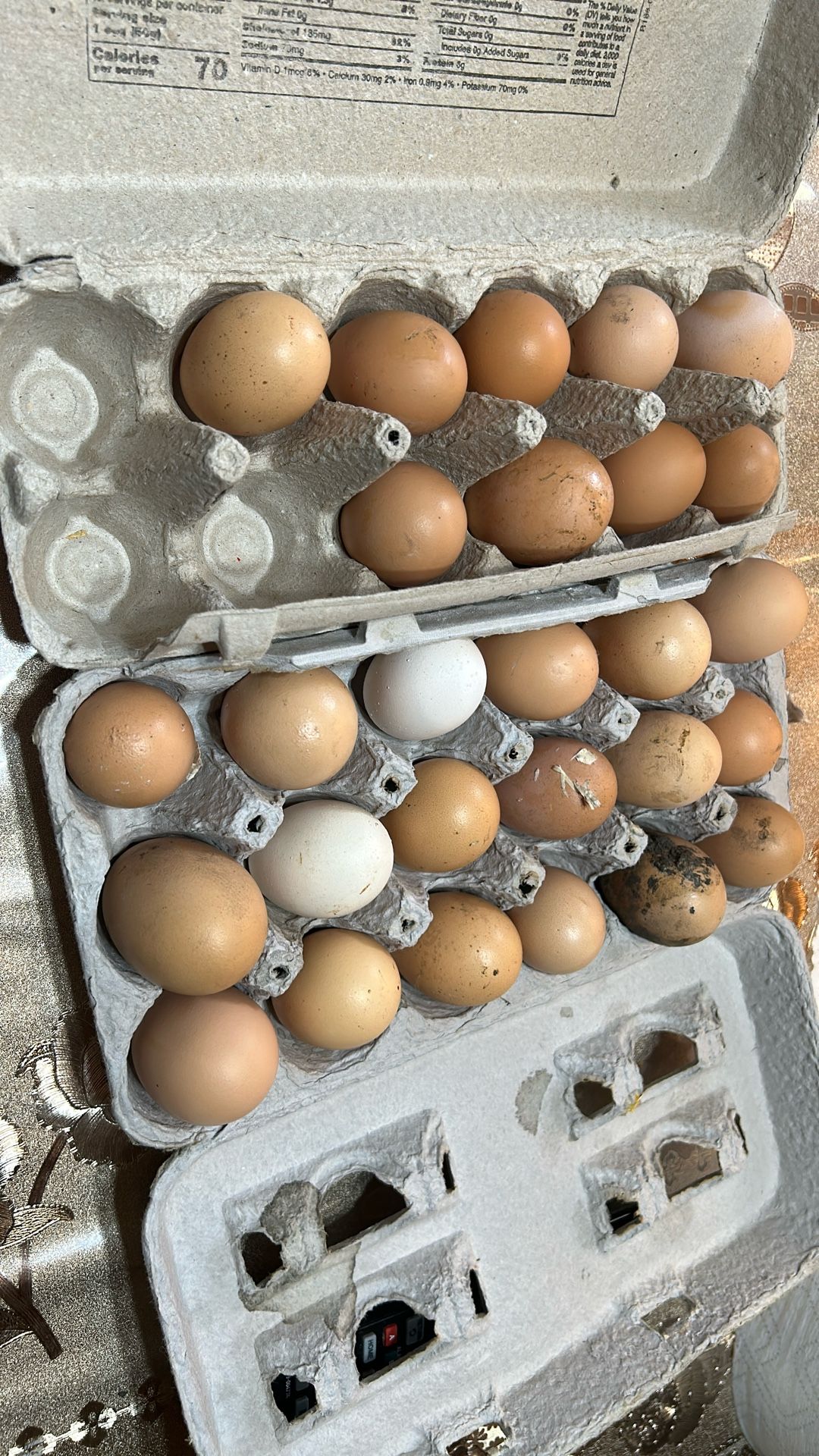 Backyard Fresh Fertile Eggs From Happy Chickens