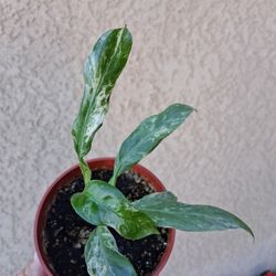RARE. Epipremnum Giganteum Marble Plant $30