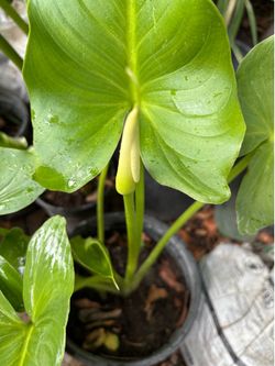 Lily  plant