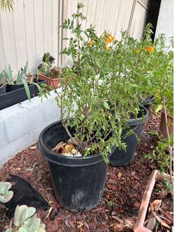 Orange jubilee tree in plastic pot