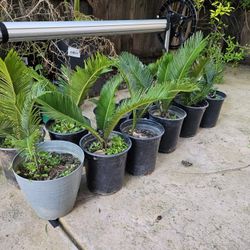 Sago Palm $10Each
