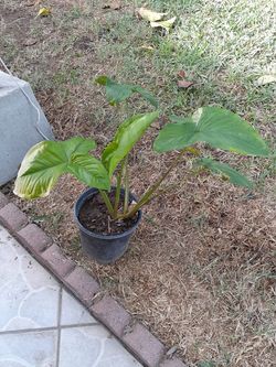 planta 25