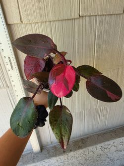Philodendron Pink Princess Plant