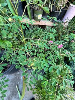 Moringa