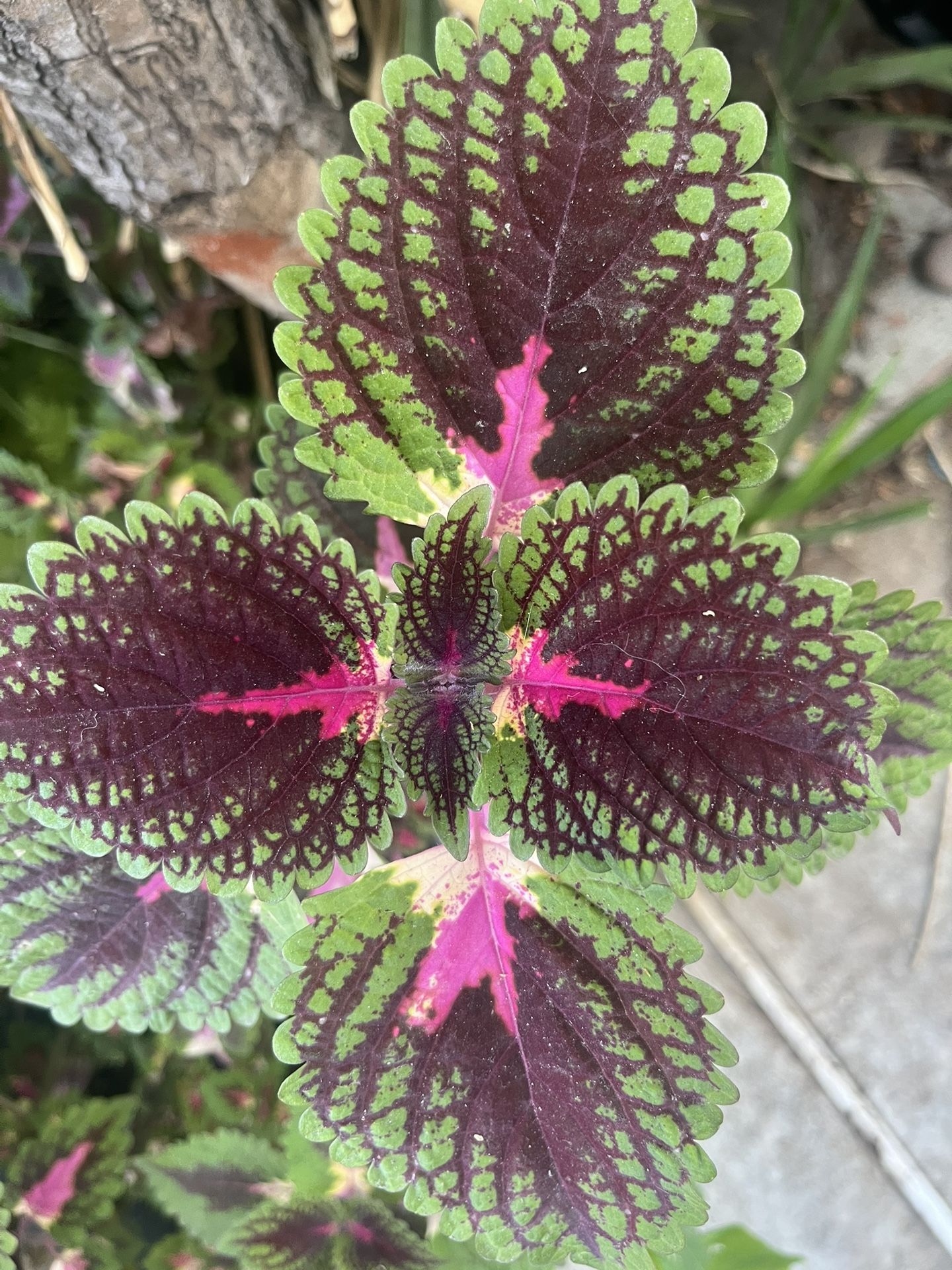 Hanging Basket Coleus Kong Red Beautiful Flowering Plants Potted Flower $10