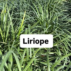 💜 Plant: Liriope