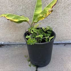 Raja Puri Banana Tree 2 Feet