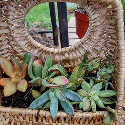 More Succulents And Cactuses!