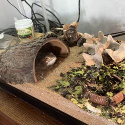 55 Gallon Bearded Dragon Tank 