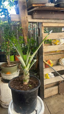Plantita de piña. Pineapple plant