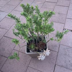 Large Tall Beautiful Bonsai Tree Succulent Flower Plant In Pot Home Yard Garden