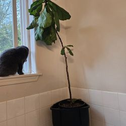 Fiddle Leaf Fig