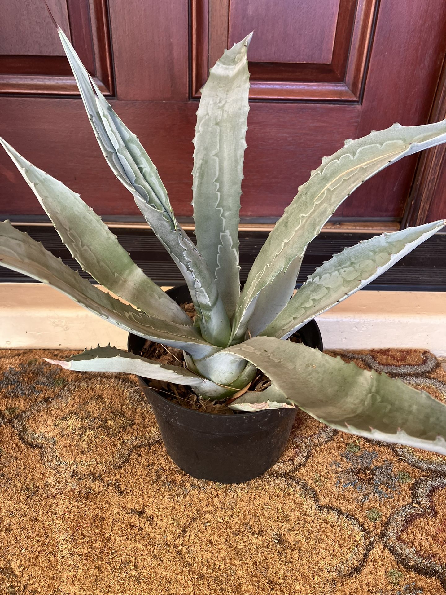 Blue Agave - Agave Americana