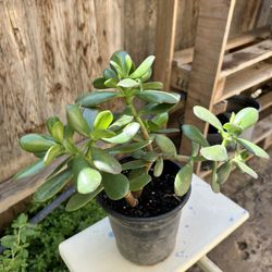 Jade Succulent Plant