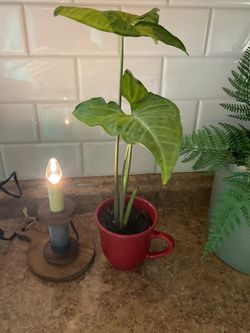 Syngonium Plant
