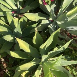 20+ Agave Plants - Big And Small 