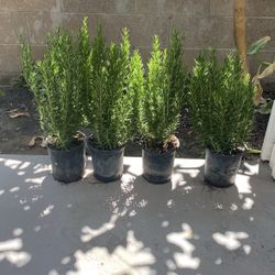 Rosemary Bushes 