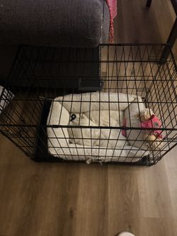 Dog Cage N Bed
