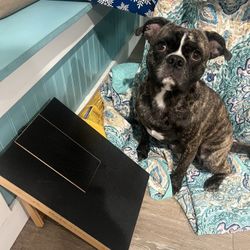 petspany scratch board