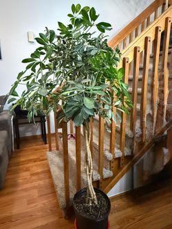 Plants