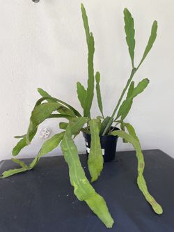 Queen of the Night Orchid Cactus in 6" Pot