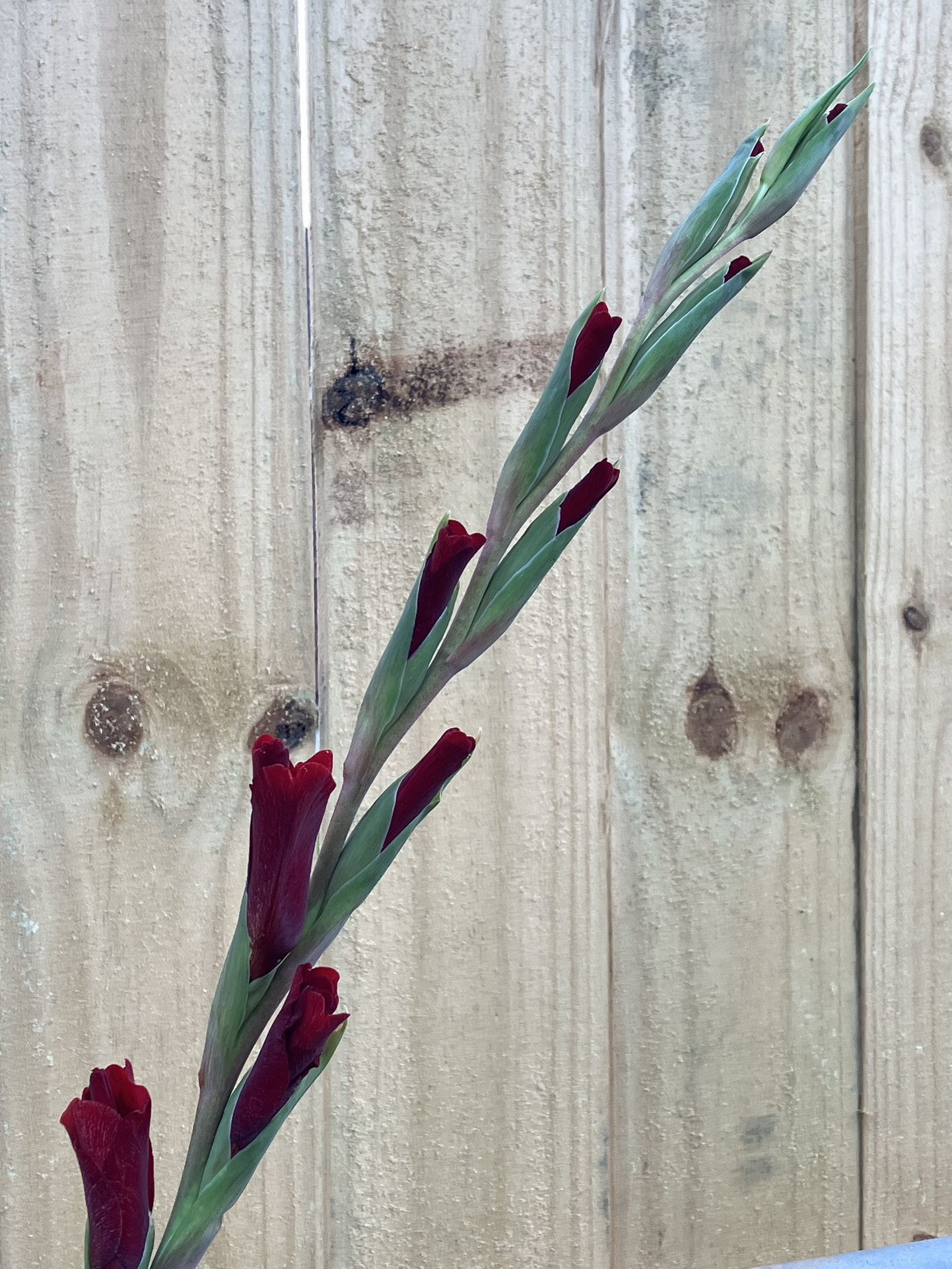 Gladiolus Stems - Red & Coral