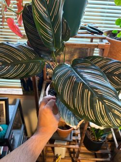 Pin stripe calathea