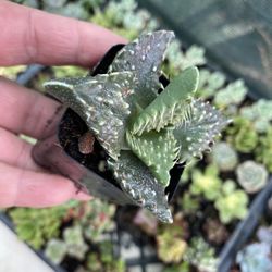 succulents 💚