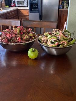 Guamuchiles