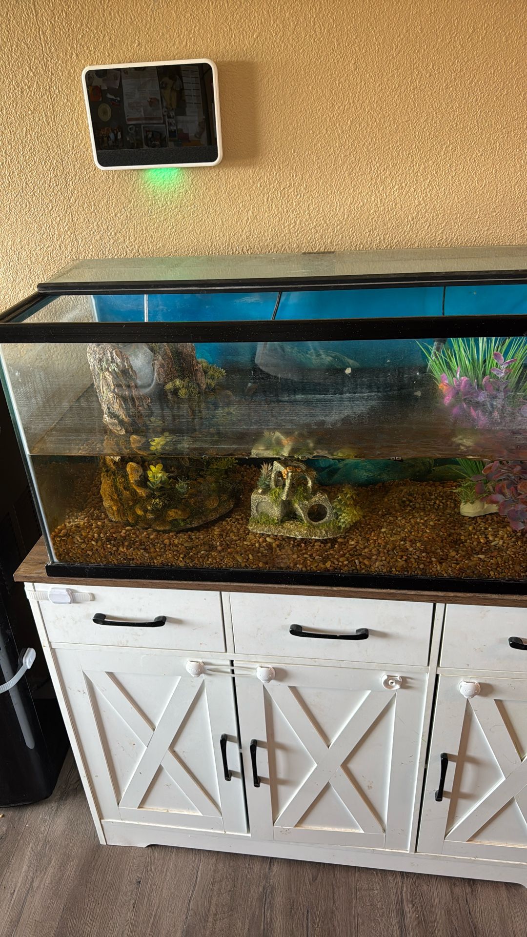 40 Gallon Fish Tank 