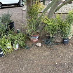 Firestick Plant, Elephant food Plant 