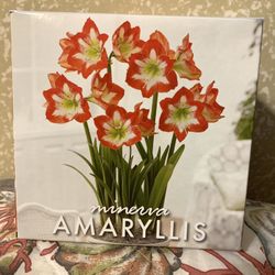 Amaryllis Menerva Indoor Plant