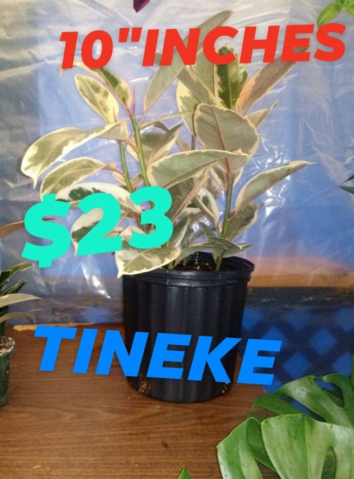 Tineke