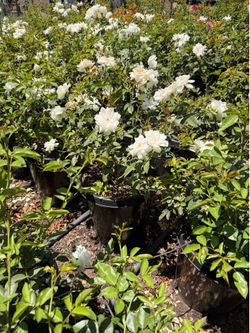 Rose bushes 15 gal