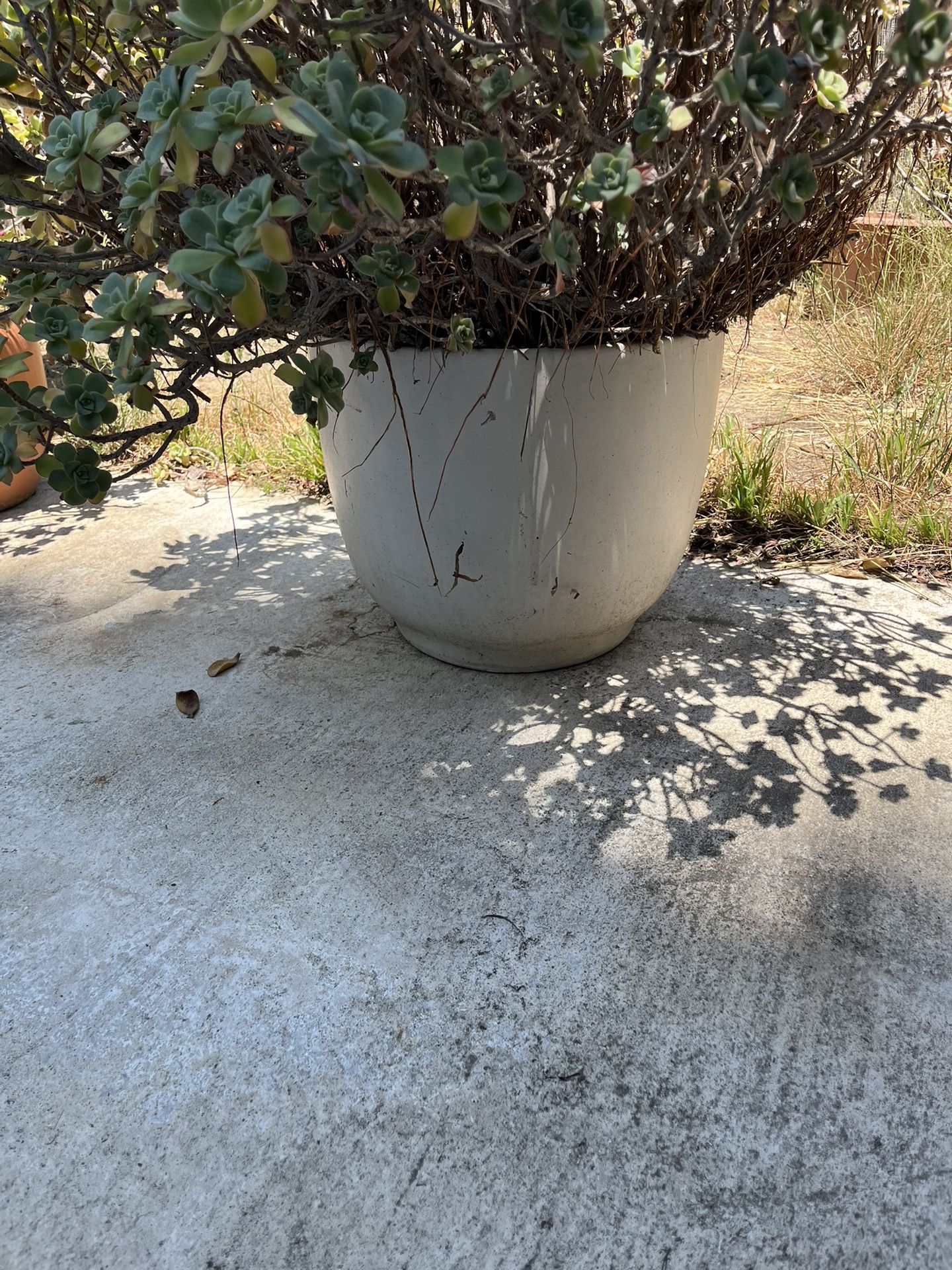 Succulent and White Pot