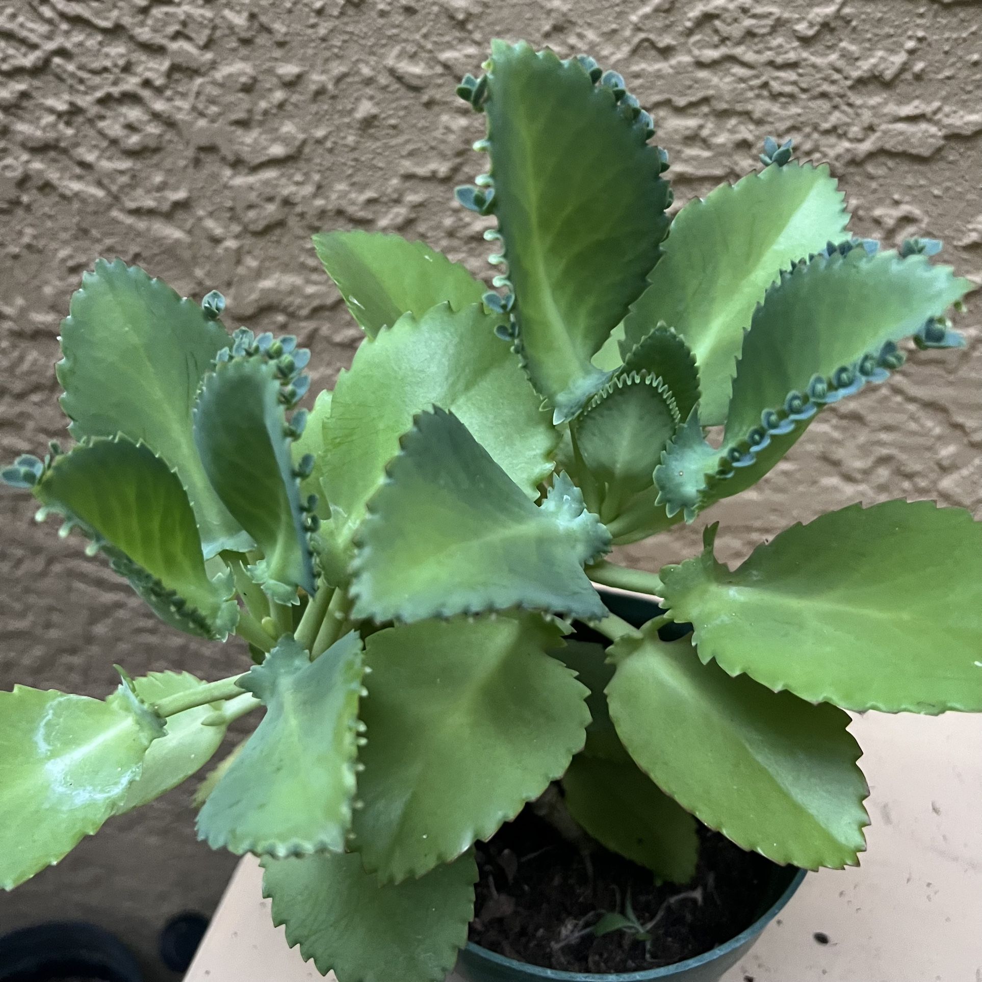 Kalanchoes pinnata - Mother Of Thousands 🪴