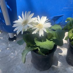  Plant Only$6 For Garden