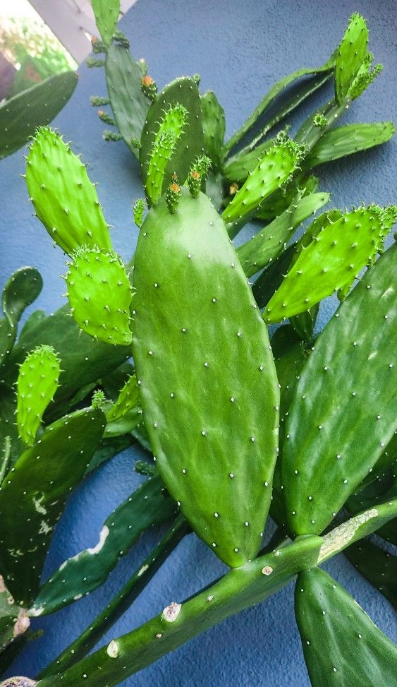 Spineless Prickly Pear Cactus - Edible Nopales - Opuntia Ficus Indica 🌵